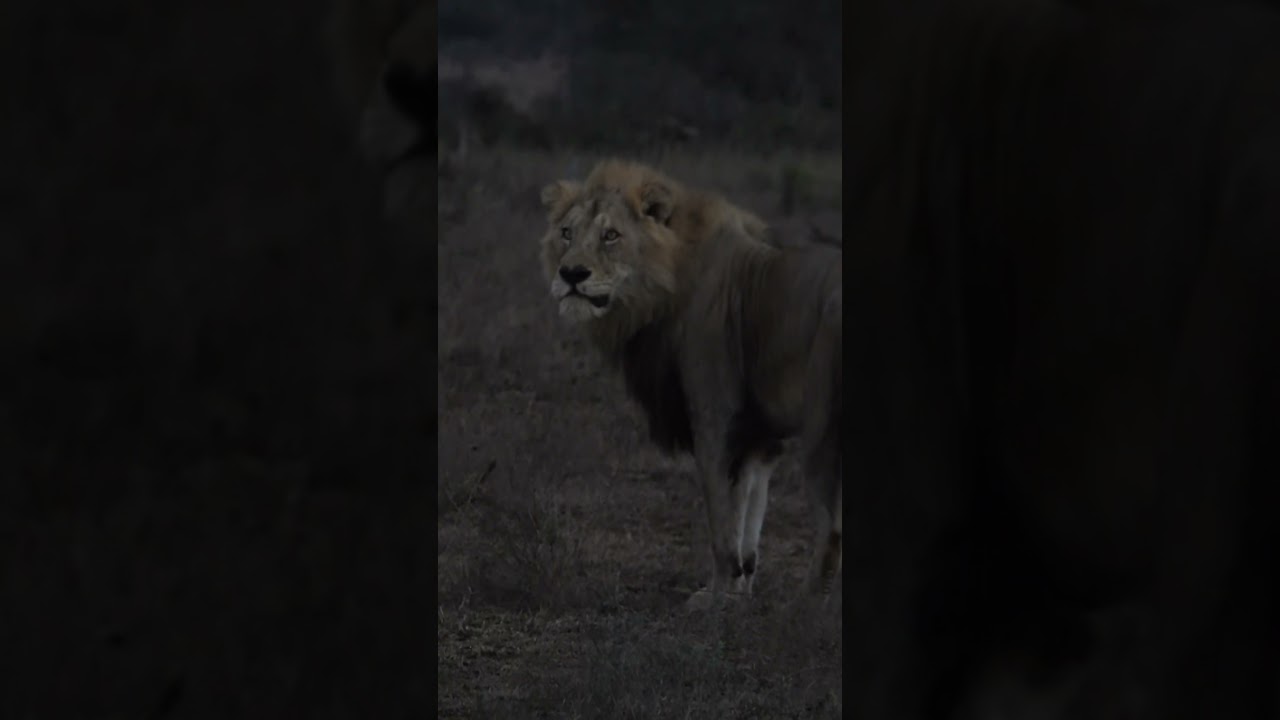 King SHAKA - one of the famous Lions