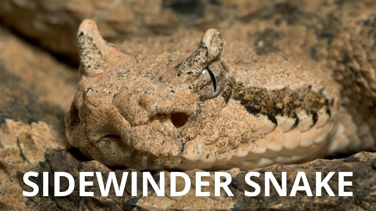 Animal Wildlife | Sidewinder Snake: Master of Desert Survival