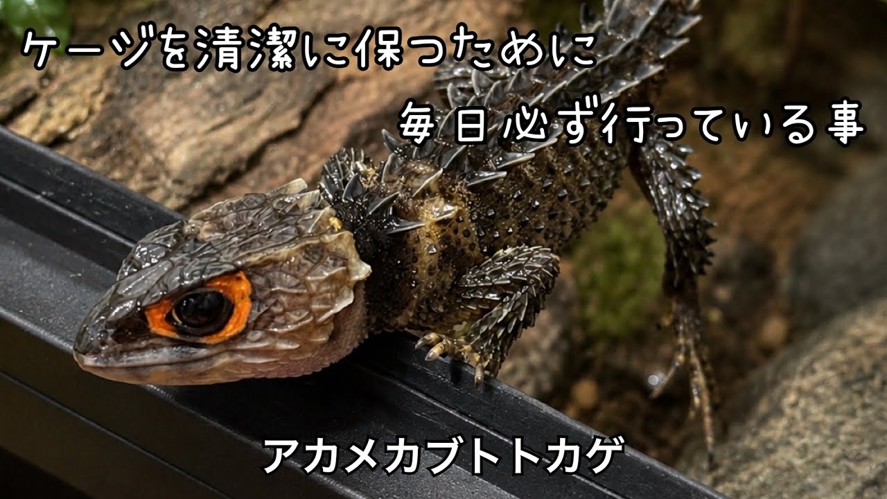 アカメカブトトカゲと毎日必ず行っている事