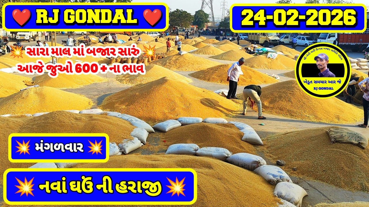નવા ઘઉં ના ભાવ | 24-02-2026 | ગોંડલ નવા ઘઉંના ભાવ | Wheat Market Price | RJ Gondal Marketing Yard 