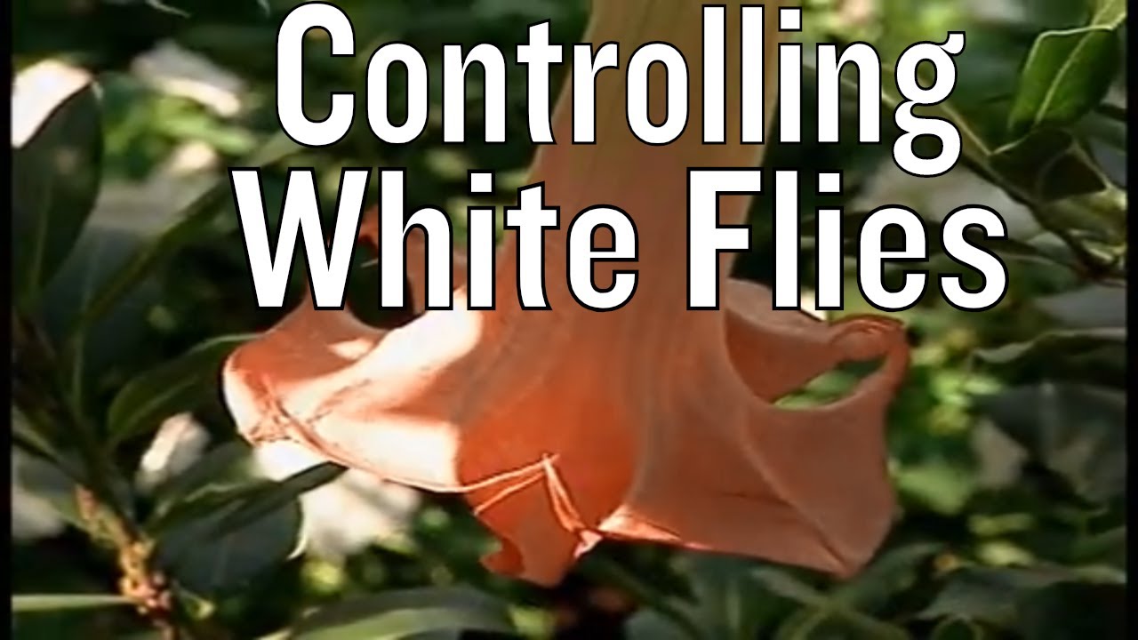Controlling White Flies in Garden
