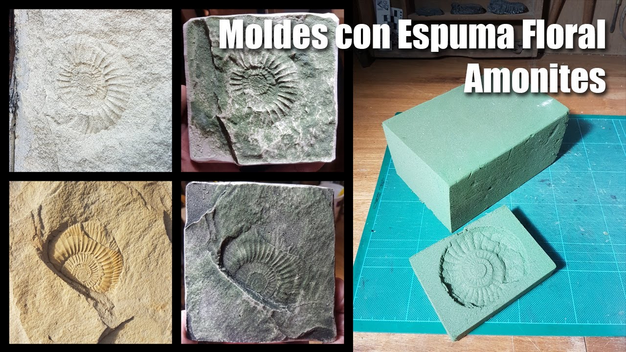Moldes de Amonites con Espuma Floral