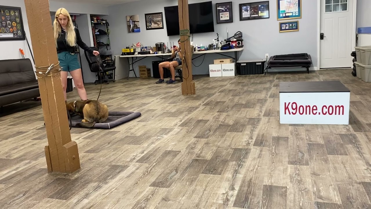 Auggie Dutch Shepherd Presa Canario Mix - Week 1 K9one Dog Training