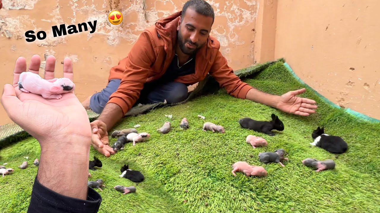 Mashallah Bht Ziada Rabbits K New Babies Agaiy😍