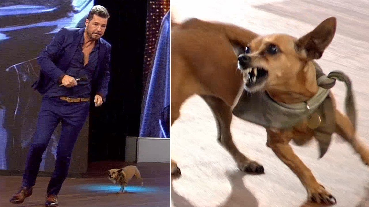 Tinelli tuvo que escapar de los colmillos de “Pini”