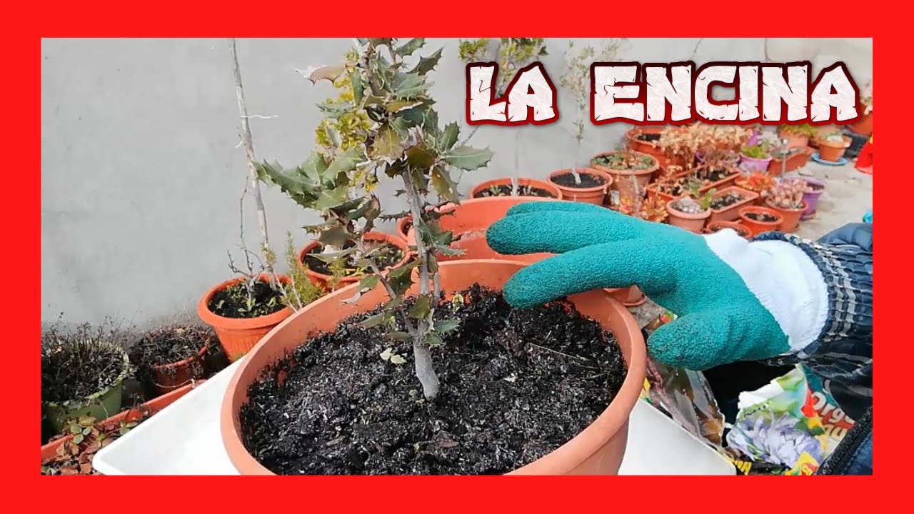 ENCINA | CUIDADOS Y CURIOSIDADES
