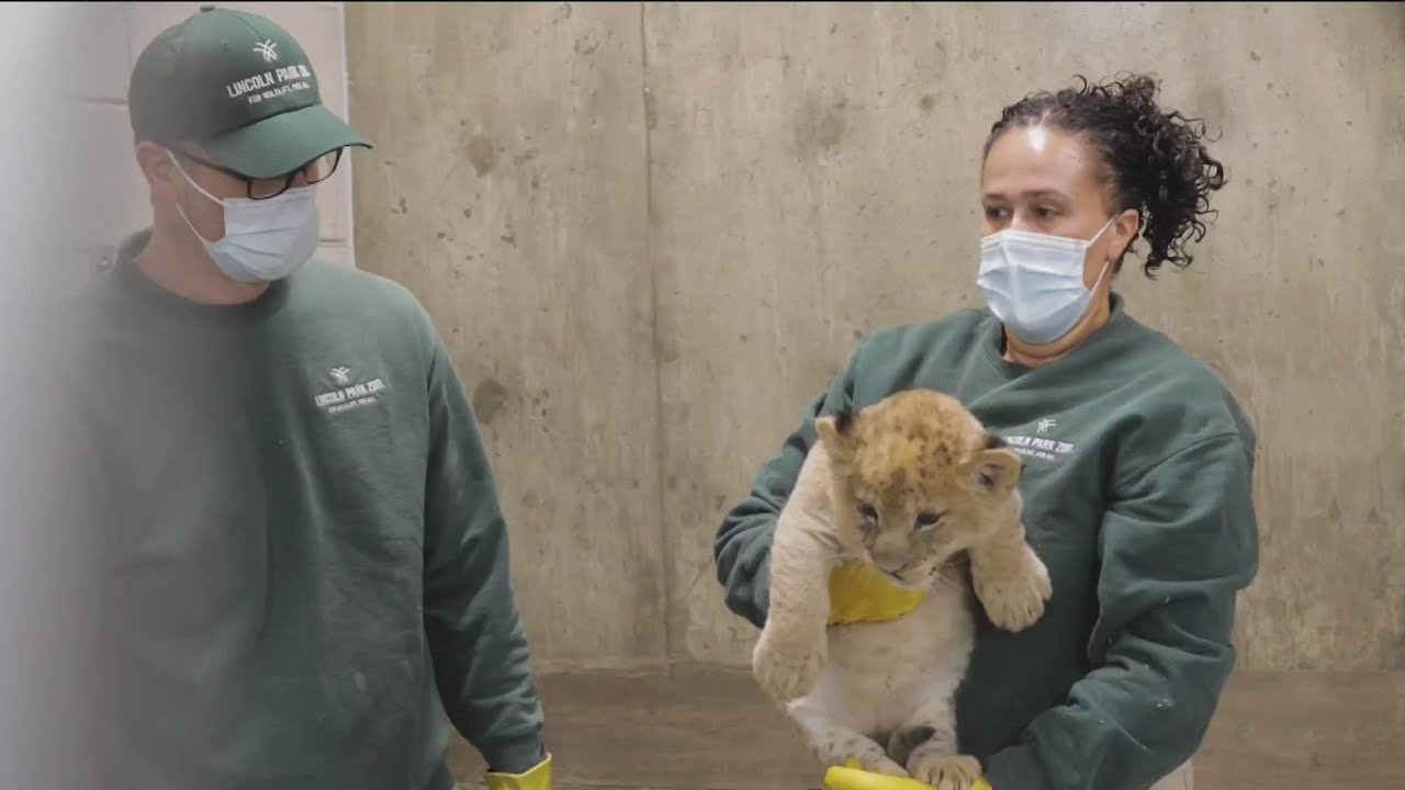 3 new lion cubs at Lincoln Park Zoo get first wellness visit