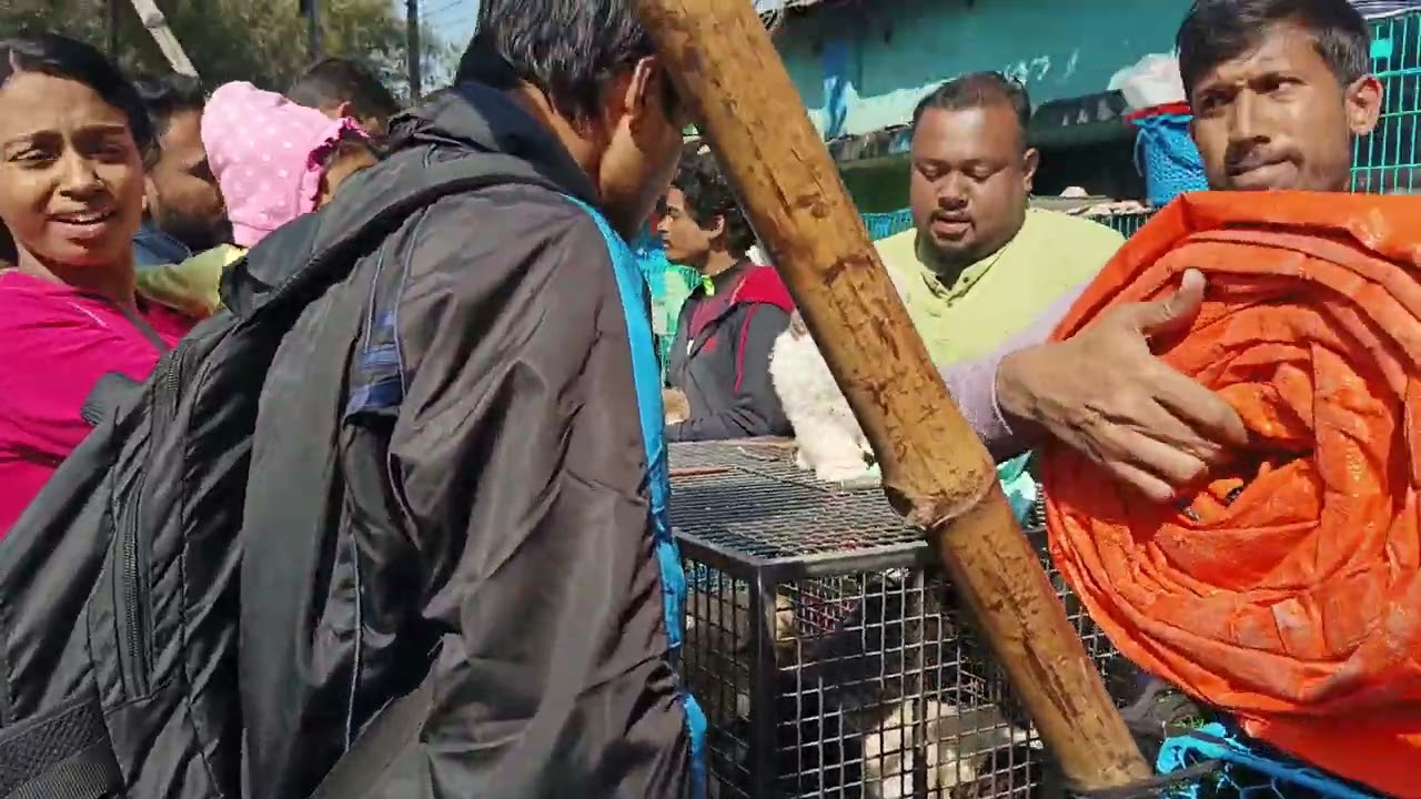 Pet market kolkata 