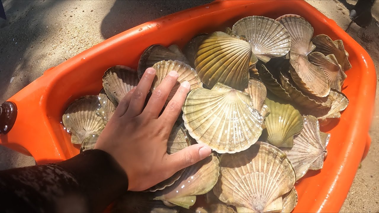 STEWART ISLAND PART 2 | PORT PEGASUS | SPEARFISHING BIG TRUMPETER AND EVEN BIGGER SCALLOPS!