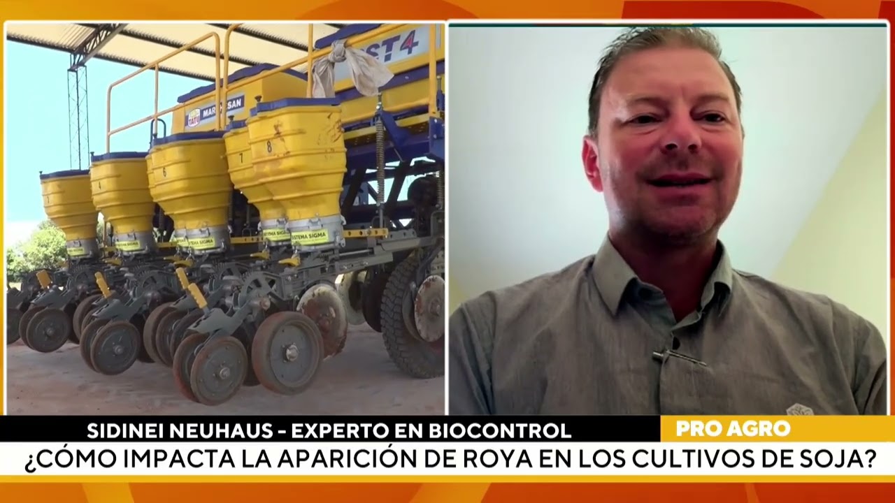 Avance de la roya en la producción de soja