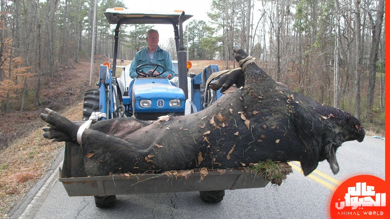 هذا هو اكبر خنزير في العالم..ضخم بشكل لا يصدق !