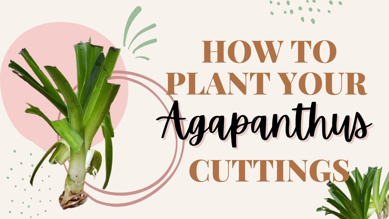 How to plant your Agapanthus cuttings without the mess | keep them strong and healthy for years