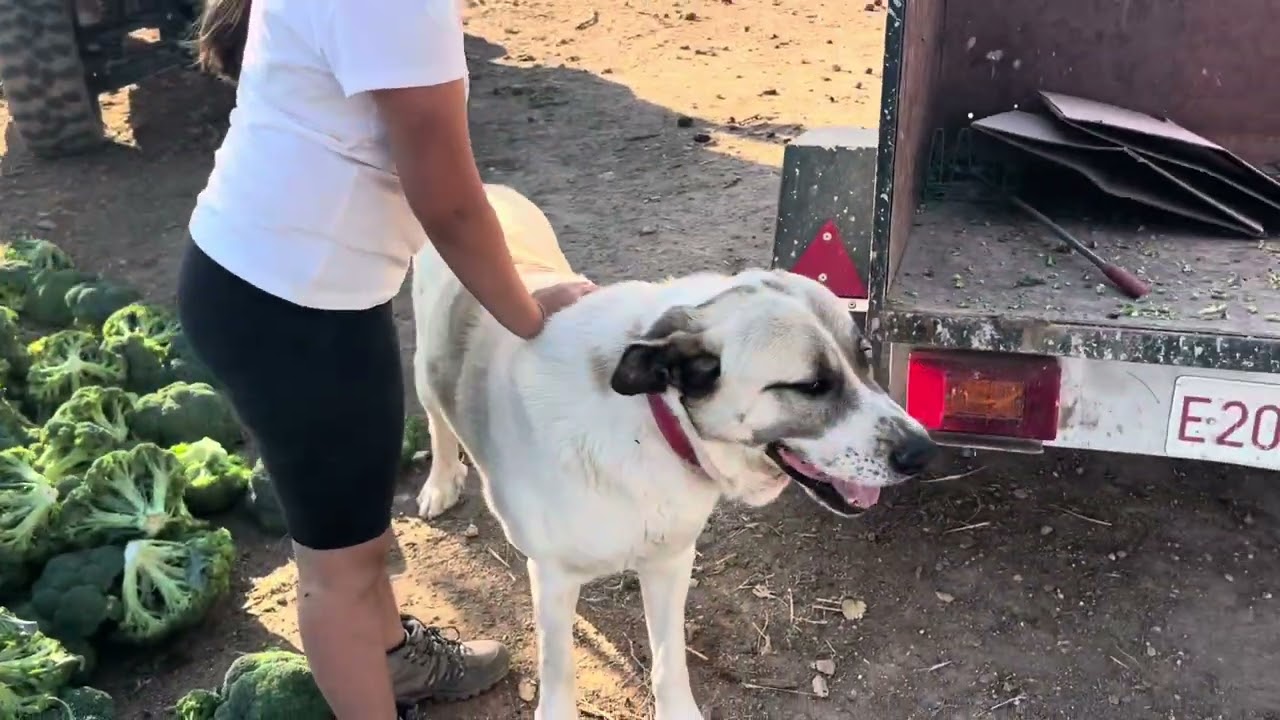 Camperos ya estamos de vuelta!!Vamos a hecharle el brócoli a los animales👍😘❤️