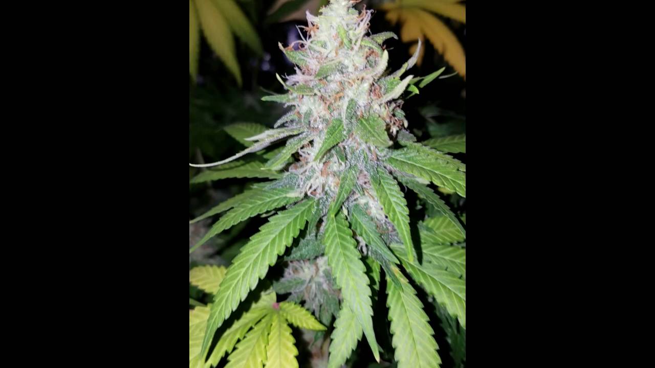 closet grow