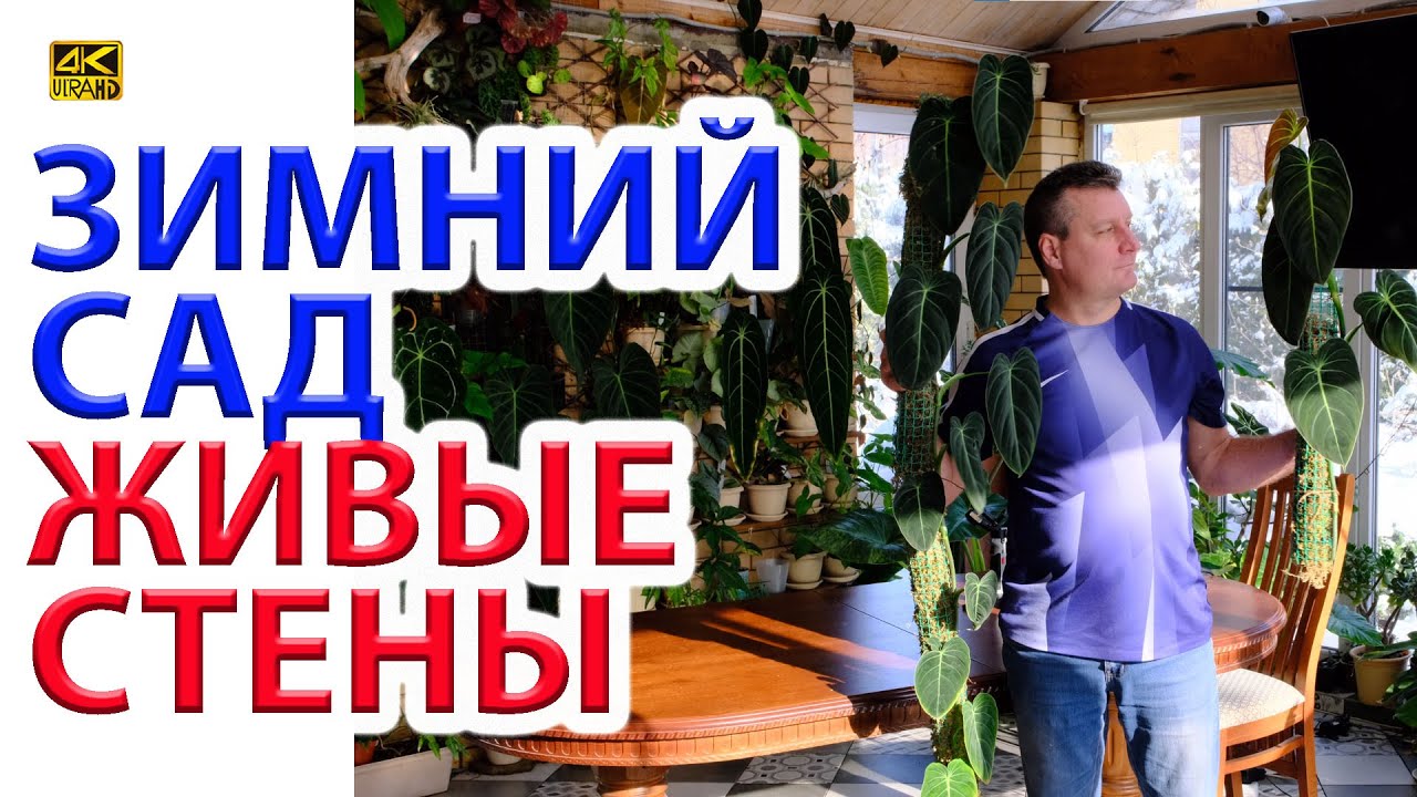 Зимний сад. Живые стены нашей оранжереи спустя 2 года.