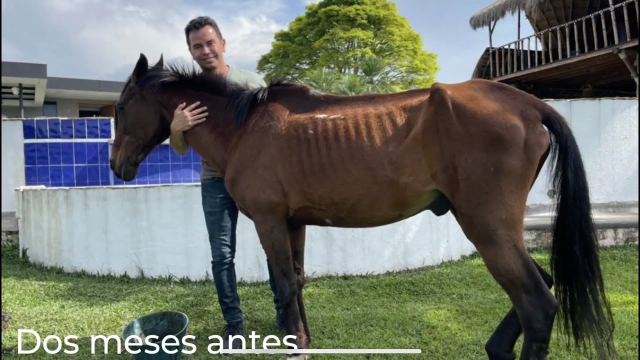 Jhonny Rivera - Así va Manolo luego de 2 meses de su recuperación 🤩🐴❤️