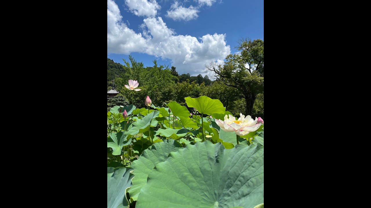 Lotus Sūtra, Chapter 25: Kannon-gyō (Lecture 13)