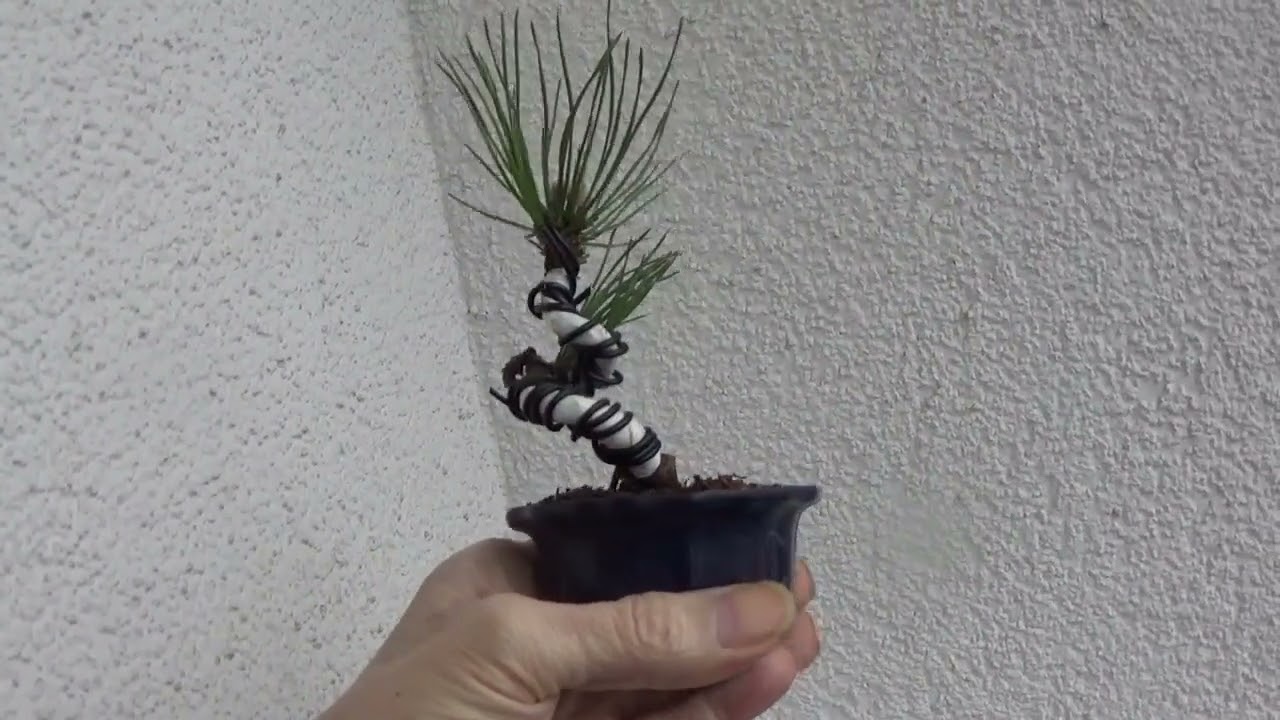 Bonsai Bergkiefer M02/2023