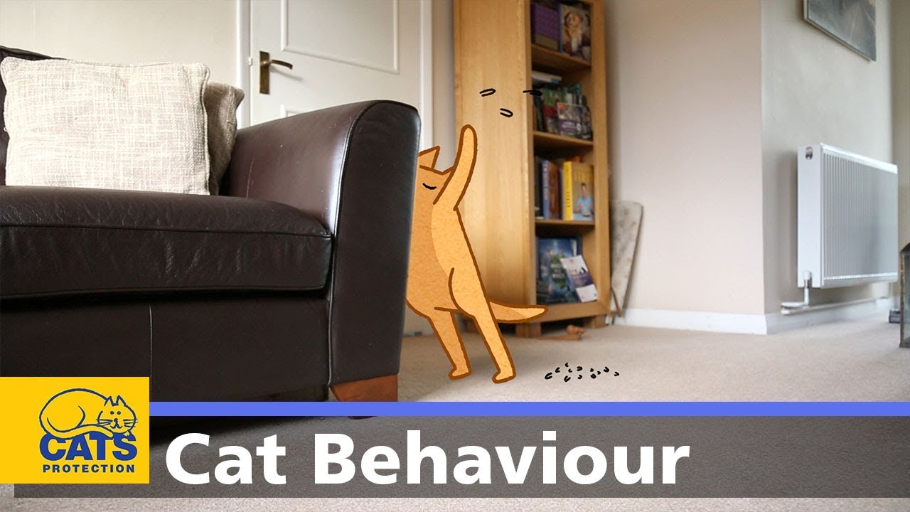 🐱 Cats and scratching | Cats Protection behaviour guides