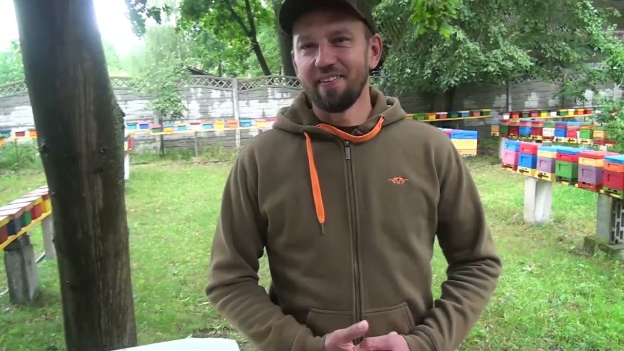 Veislinis bitynas