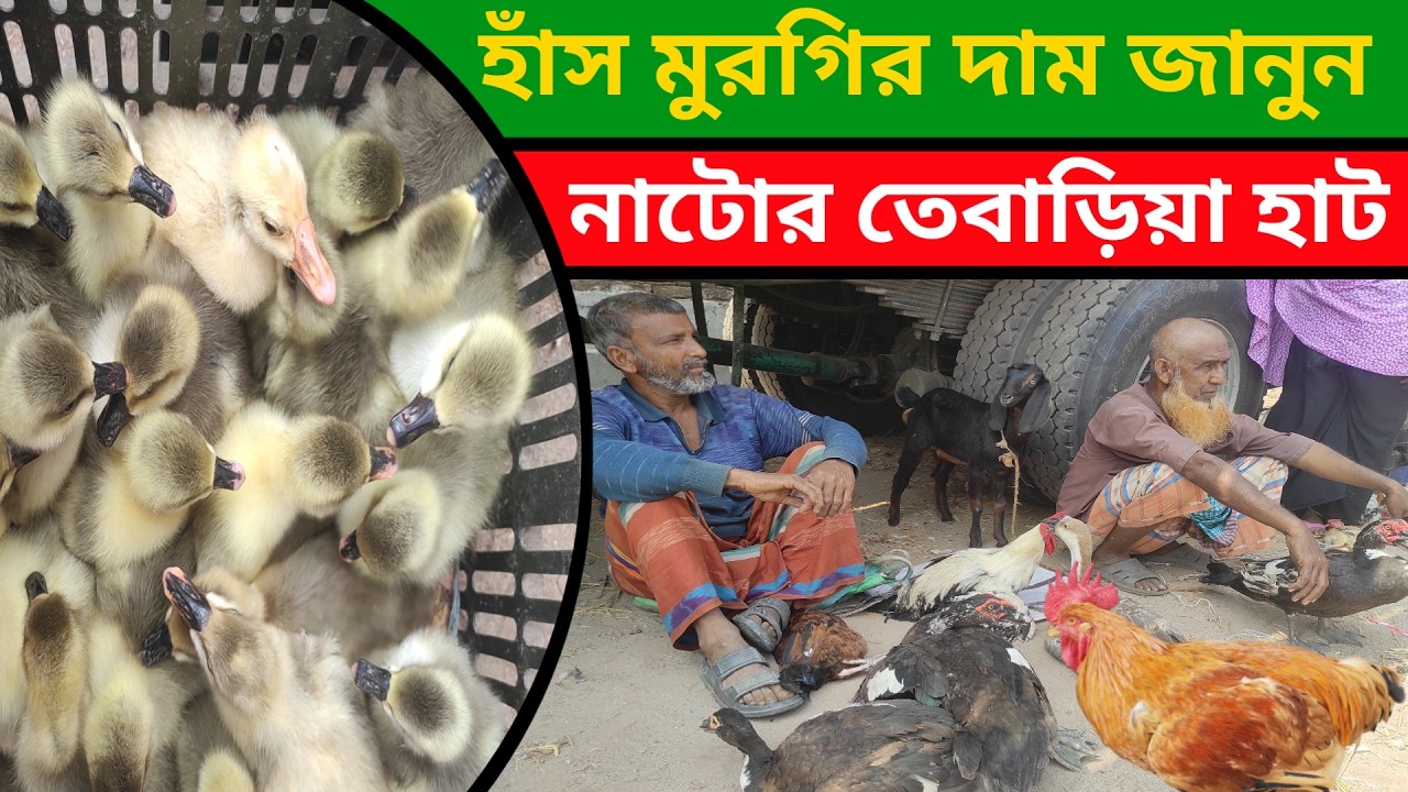 হাঁস মুরগির দাম জানুন নাটোর তেবাড়িয়া হাট থেকে