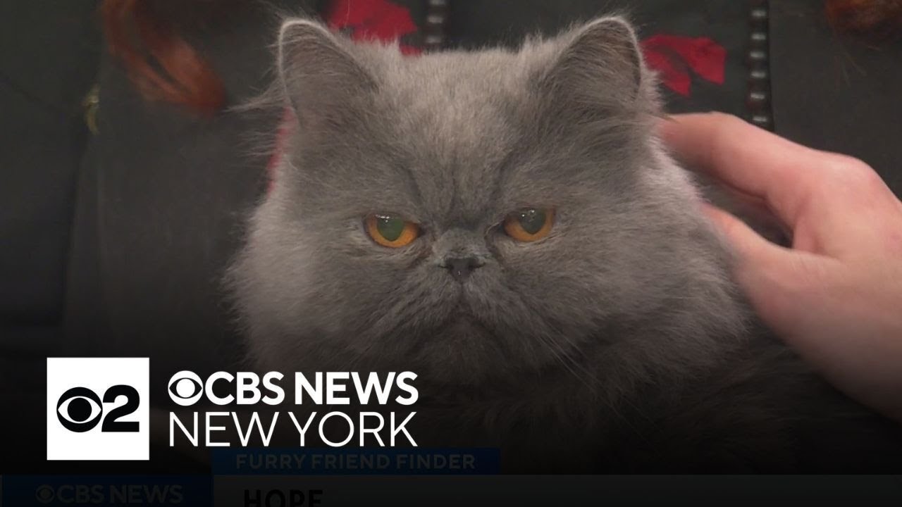 Furry Friend Finder: Meet Hope
