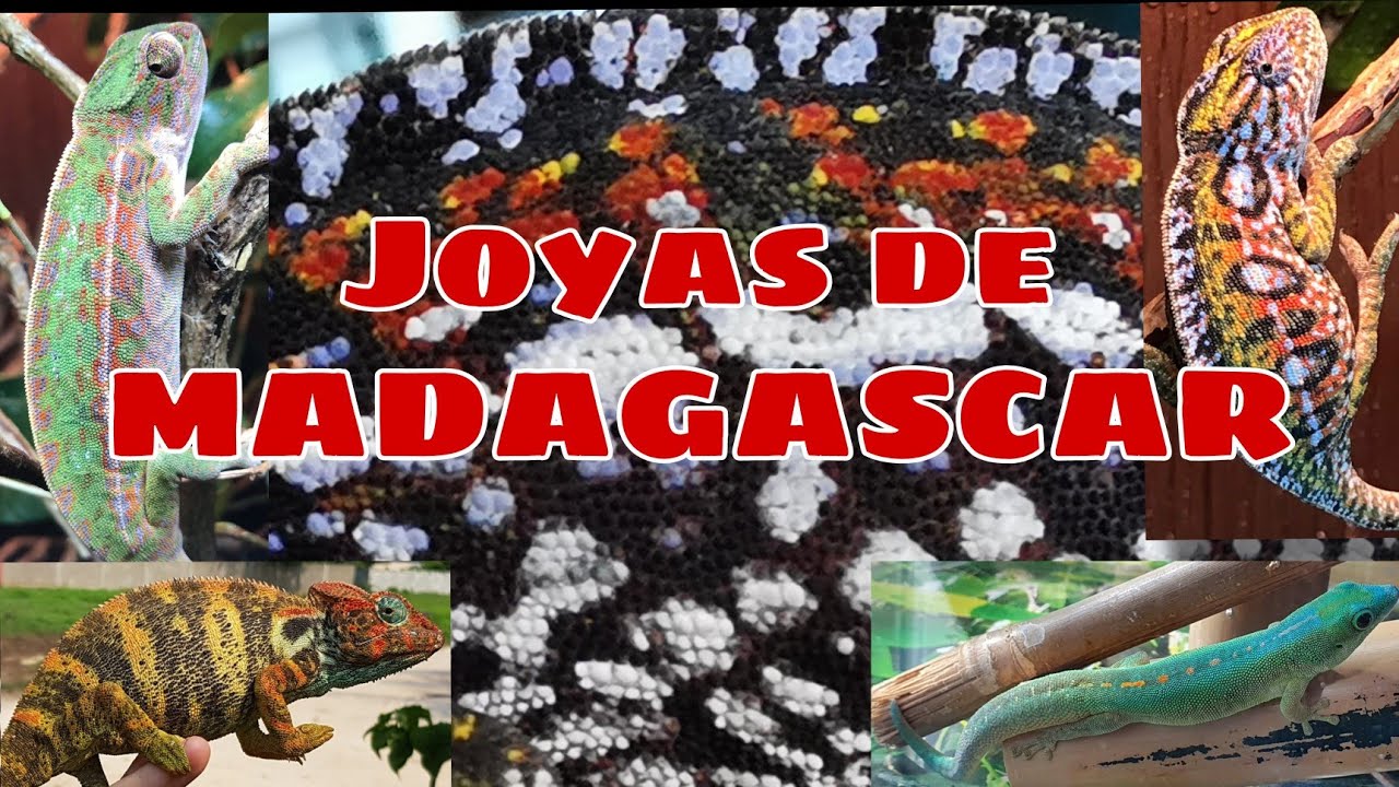REPTILES DE MADAGASCAR!!!
