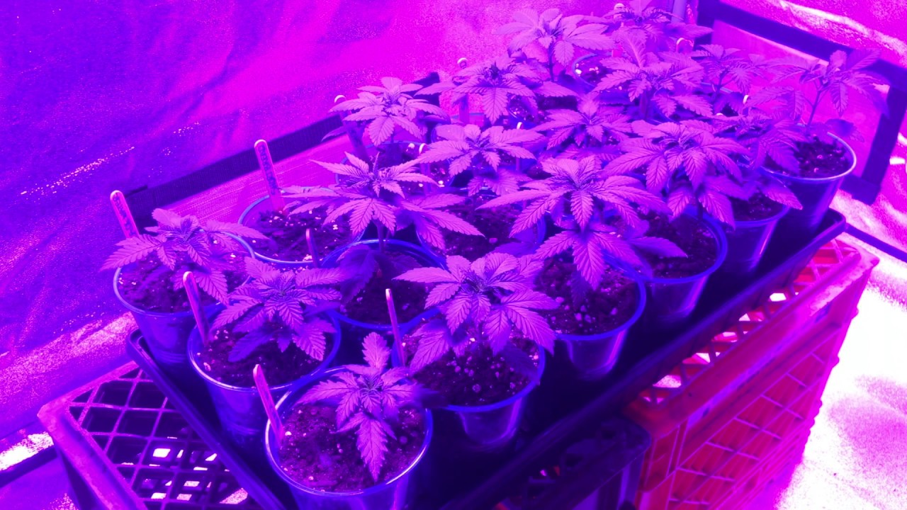 Yintatech 1200w LED Grow (Veg Week 4)