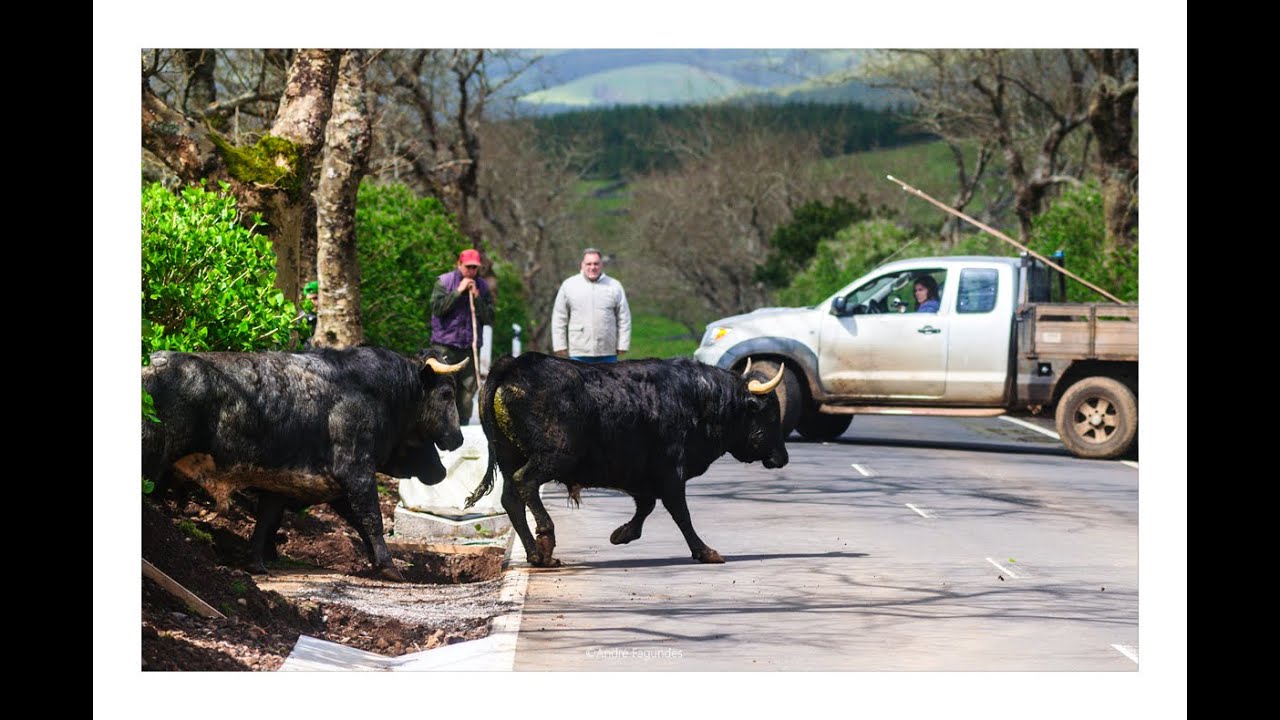 Os Novilhos e Toiros e o Maneio no Campo