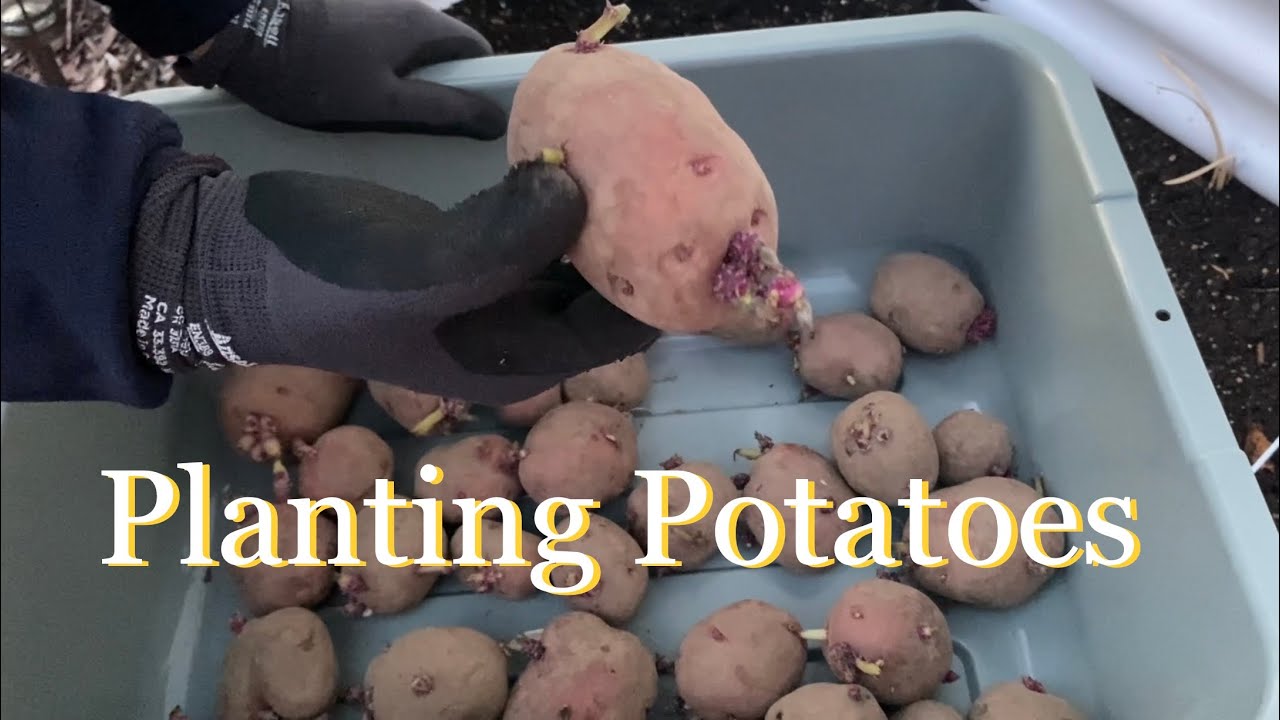 Save Money Filling Your Garden Bed | Planting Potatoes ✨