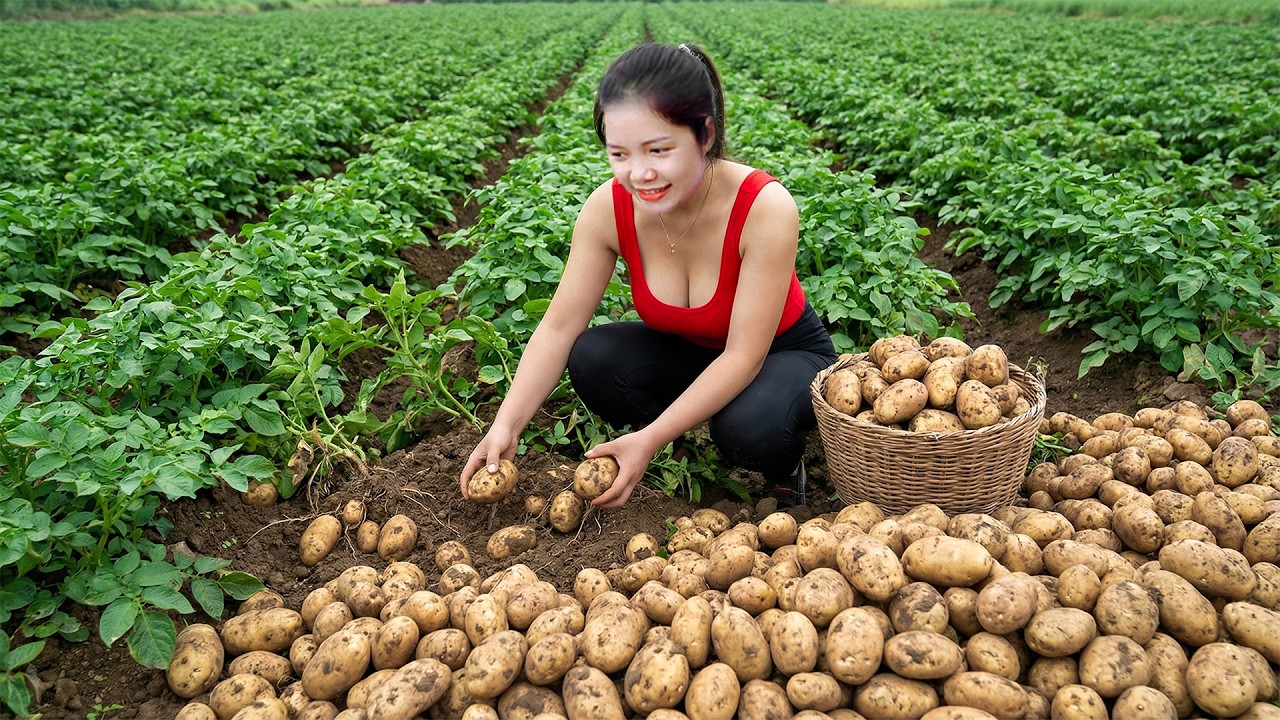 TIMELAPSE - Harvesting GIANT Exotic Potato & A Lot of Sugarcane Goes To Market Sell