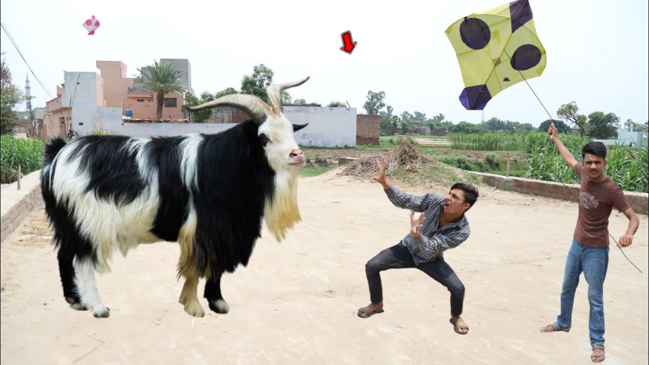 Beautiful Eid Bakra & Kite Cutting