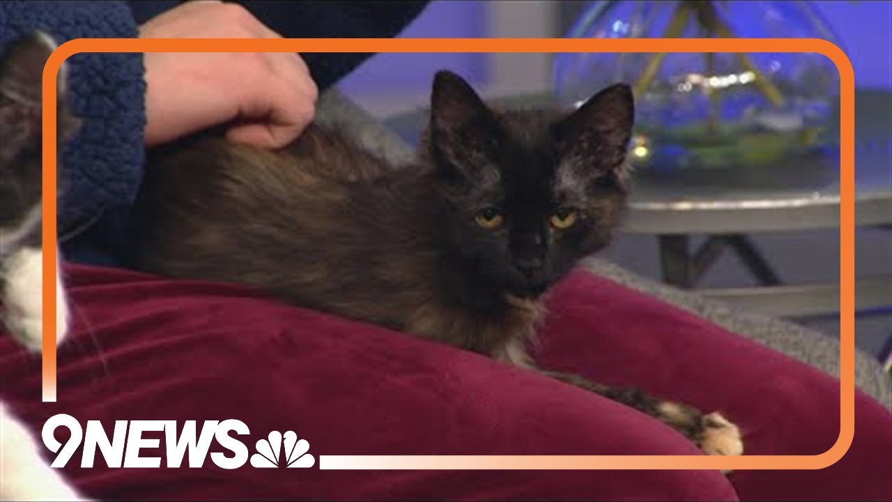 Two kittens looking for their forever homes