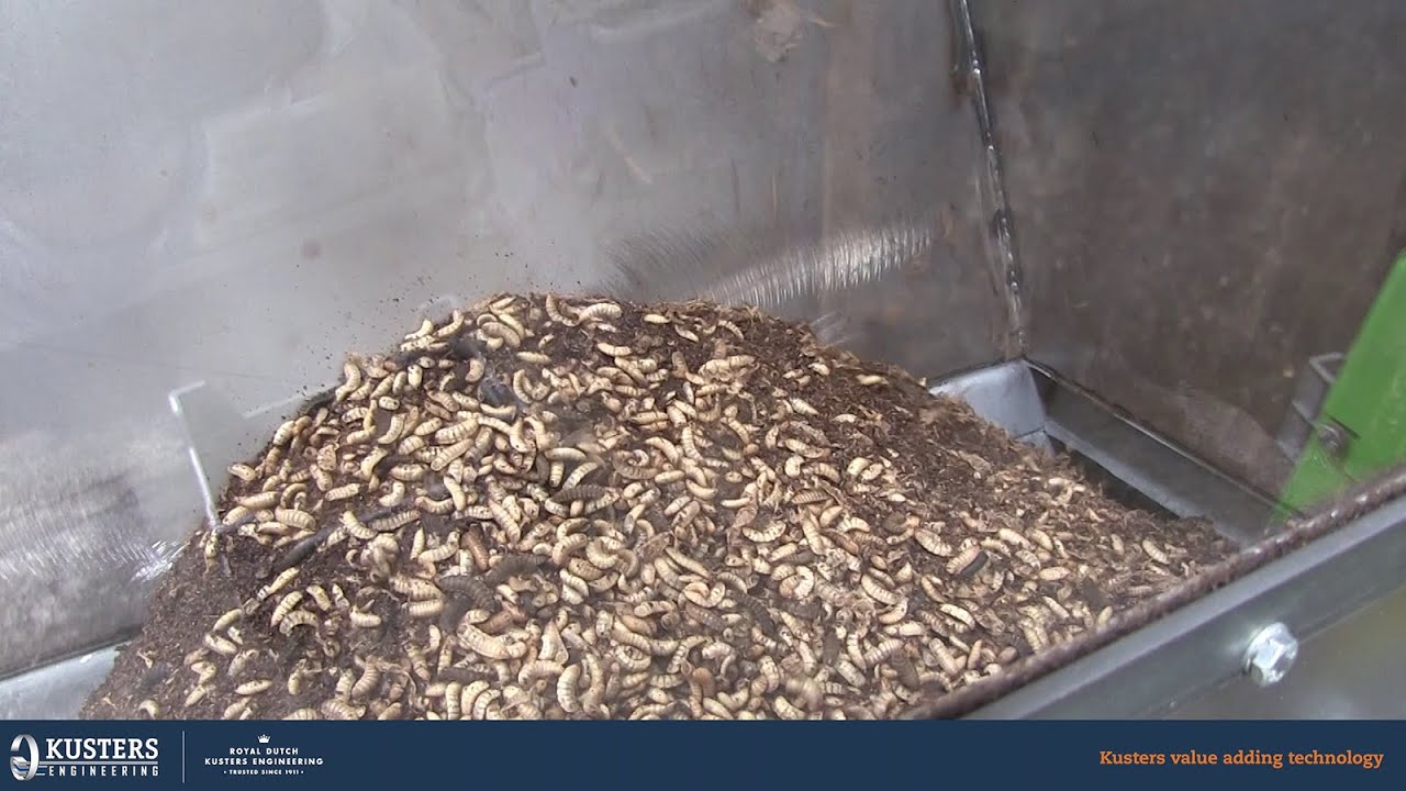 Separate Black Soldier Fly larvae from frass - Royal Dutch Kusters Engineering