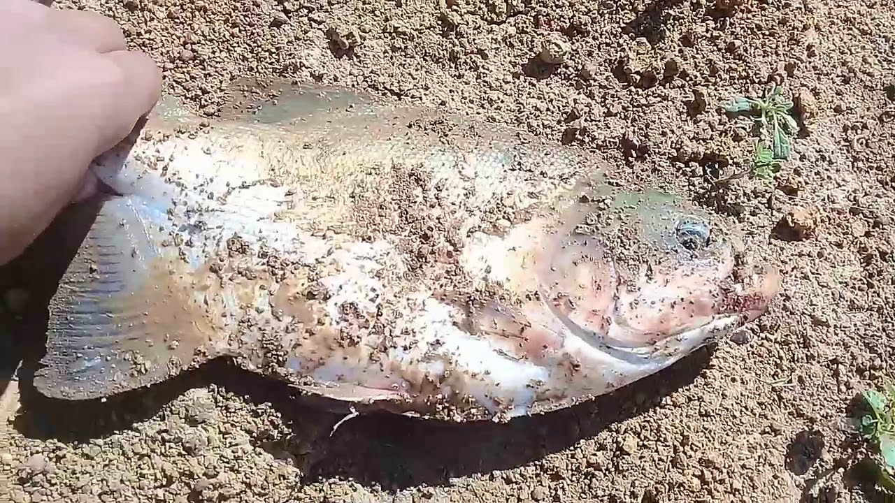 pesagem dos tambaquis com 6 meses