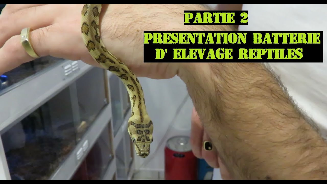 Présentation batterie / Elevage reptiles .Part 2( Pantherophis , Python Reguis ,Morelia , Boa ...)