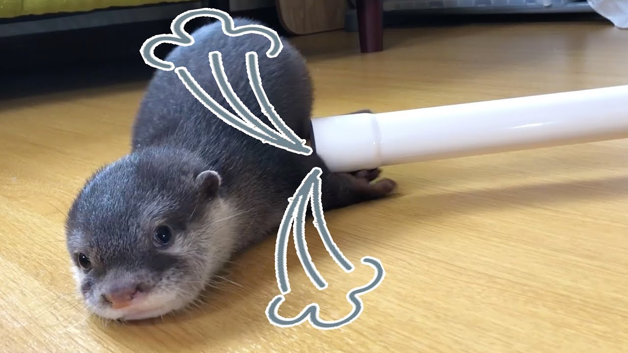 【バキュュューム!!】掃除機に吸われるカワウソのビンゴ