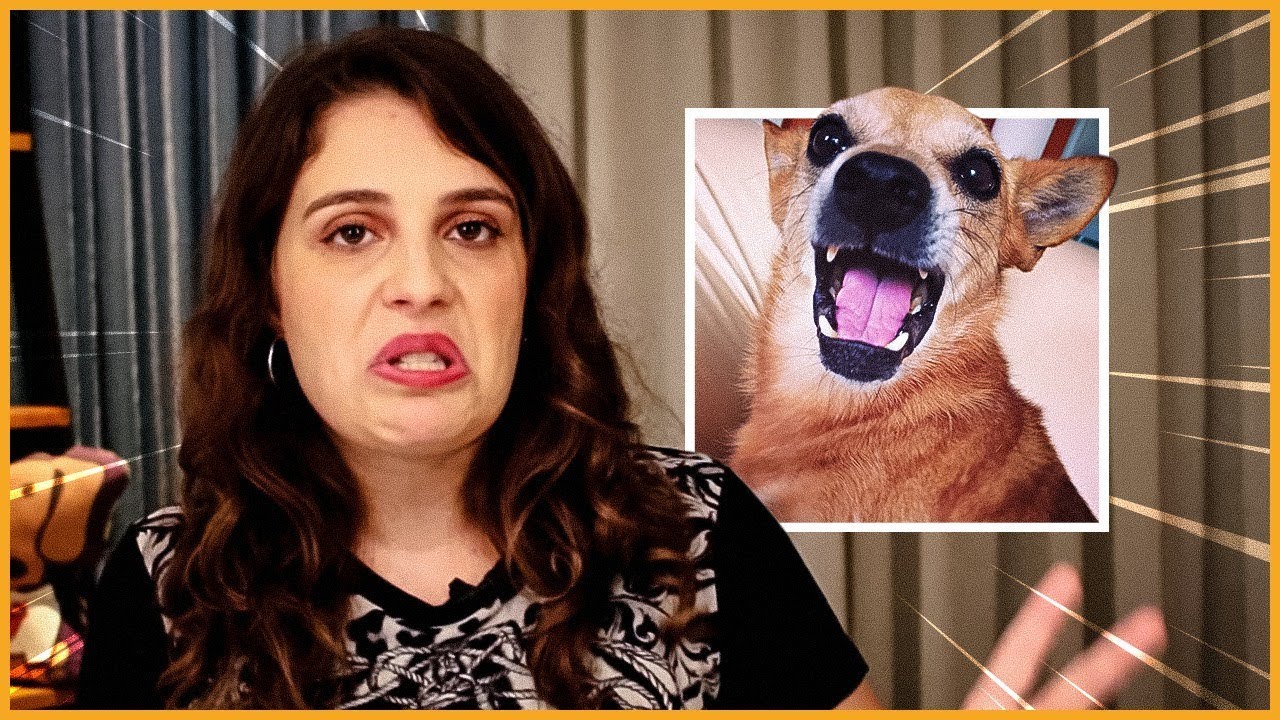 Por que tem gente que não gosta de cachorro?