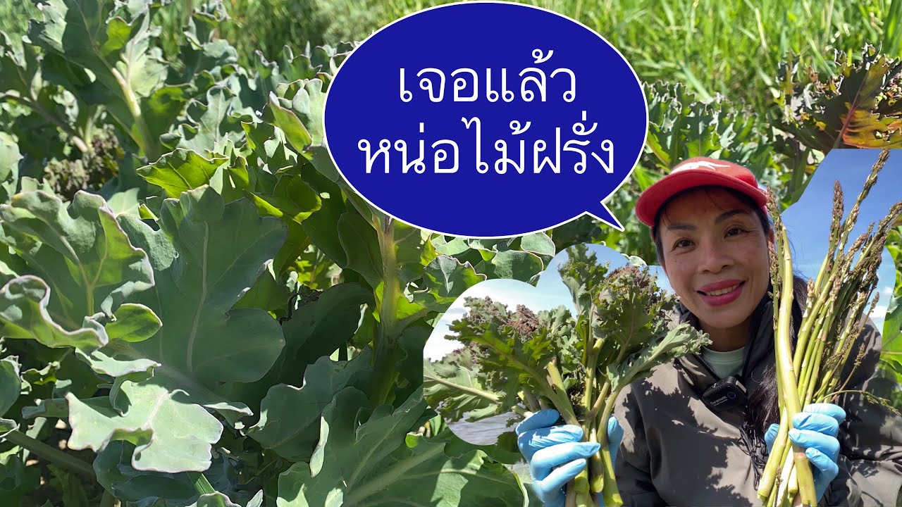 ตื่นเต้นระดับสิบ # เจอจนได้หน่อไม้ฝรั่งกอนี้ # เก็บคะน้าทะเล # ผักขมทะเลสวยงาม.22/5/2024.