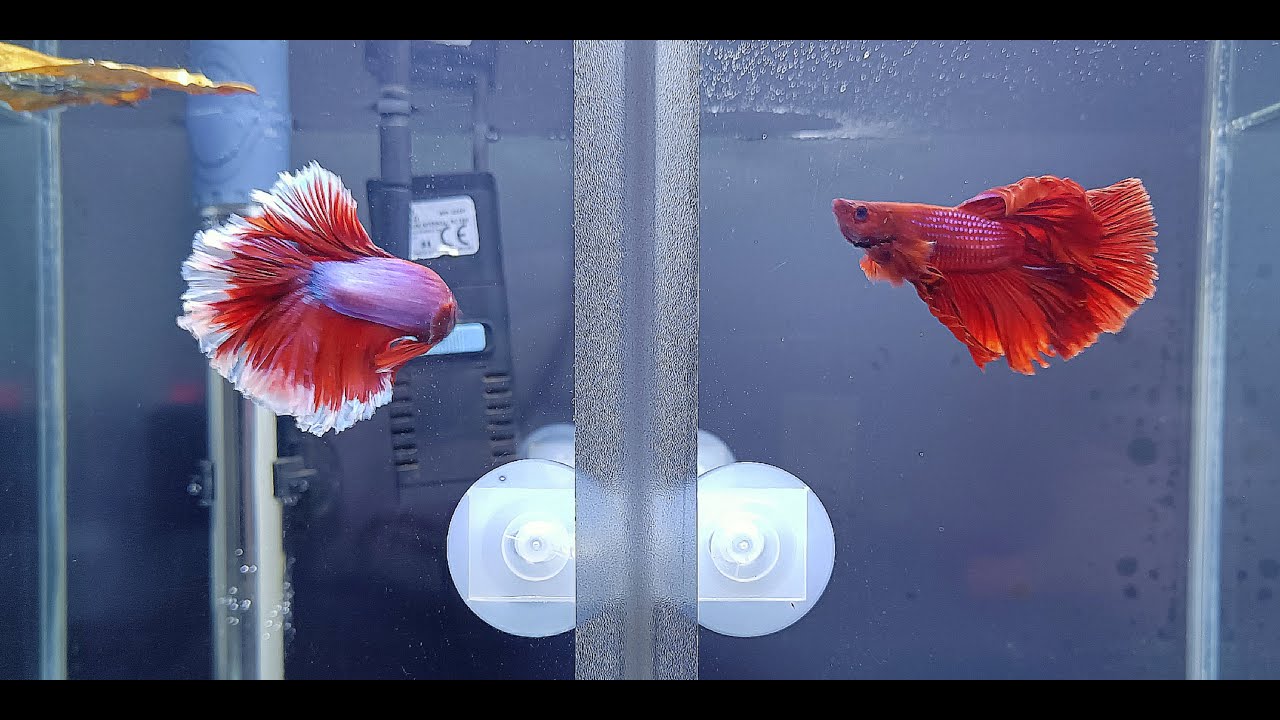 COMÓ HACER UN SEPARADOR PARA BETTAS