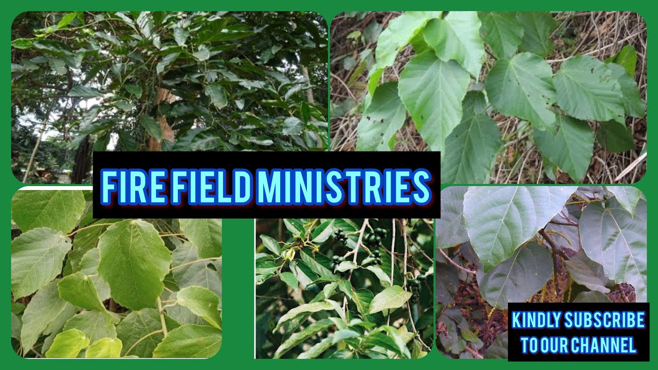 SPIRITUAL AND PHYSICAL BENEFITS OF OGYAMA/ALCHORNEA CORDIFOLIA AND OTHER PLANTS