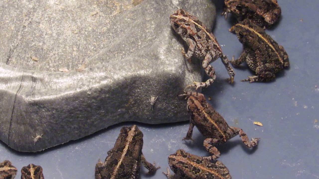 Oak toads eating 1/8