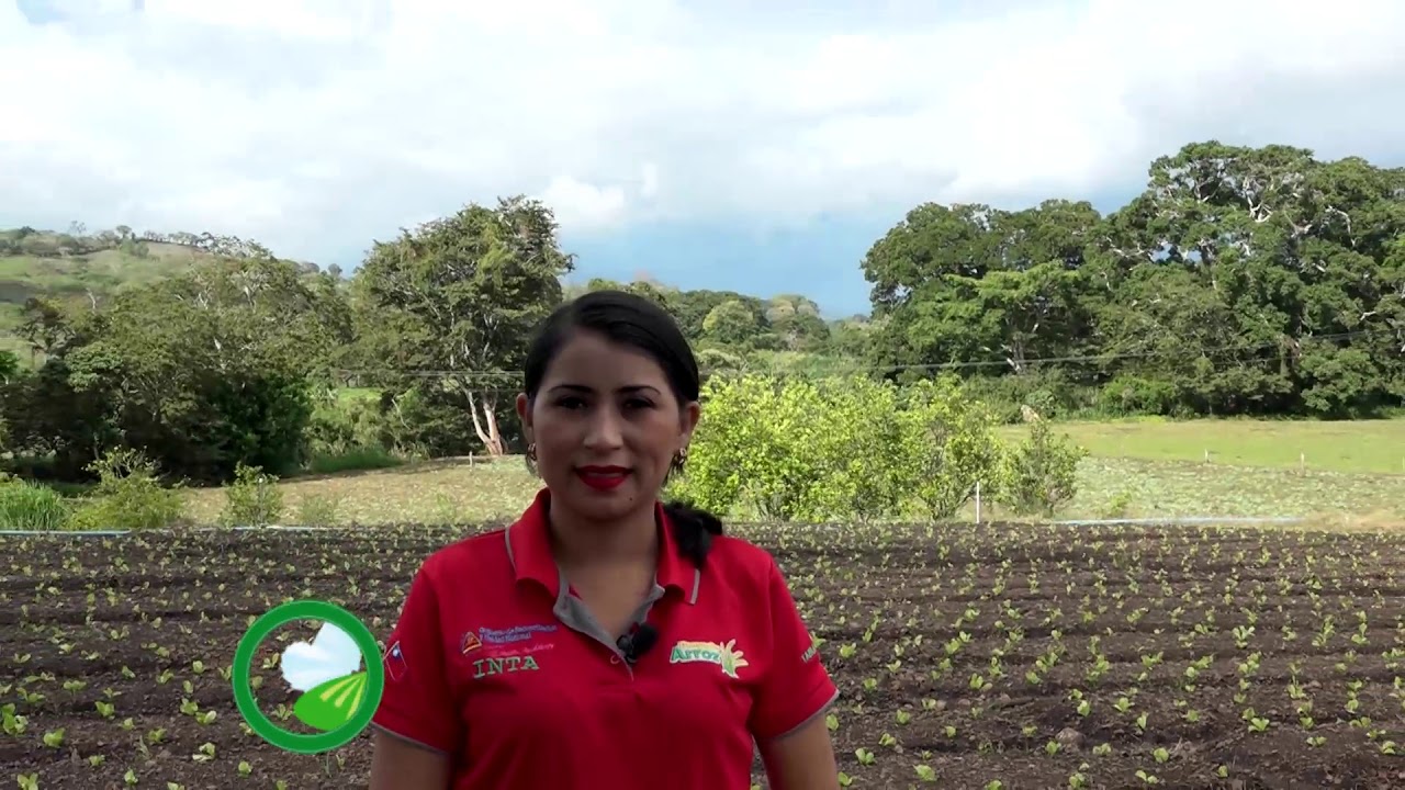 Experiencia de la Cooperativa Tomatoya, Jinotega