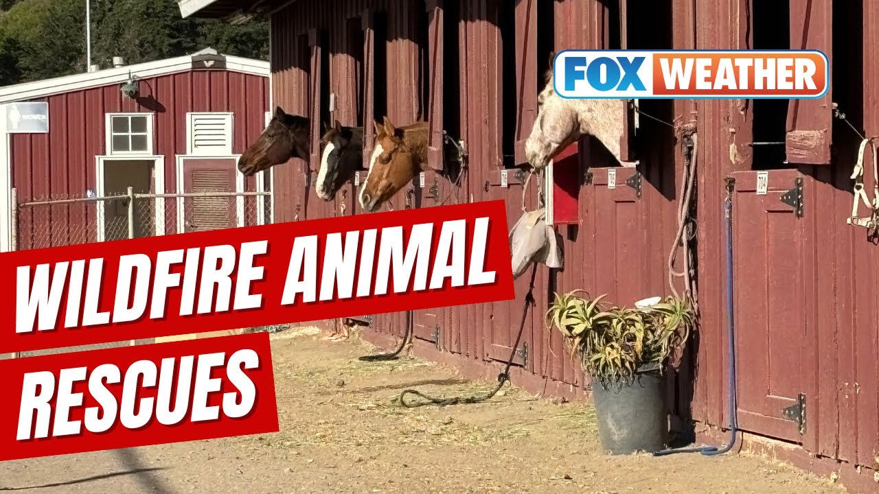 Ventura County Animal Services Saving Pets From California Wildfires