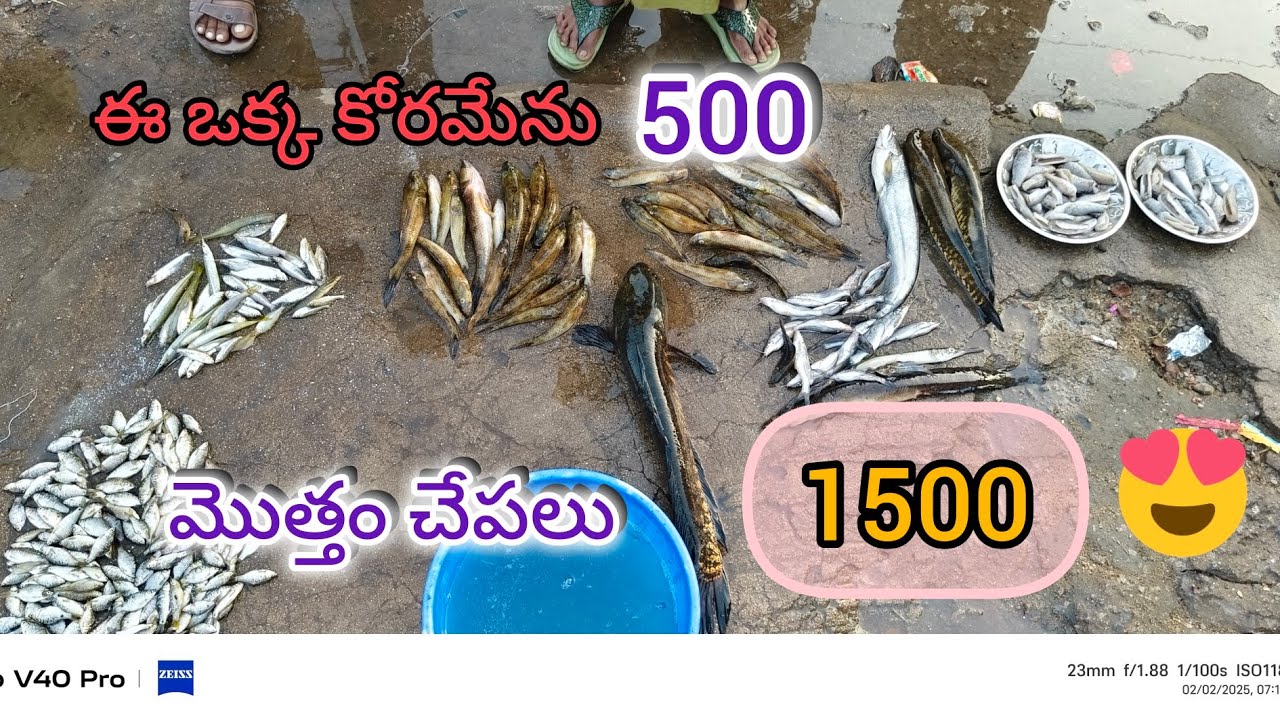 ఈరోజు చేపల వేట బాగా జరిగింది🐟🐠🐬😍🥰||