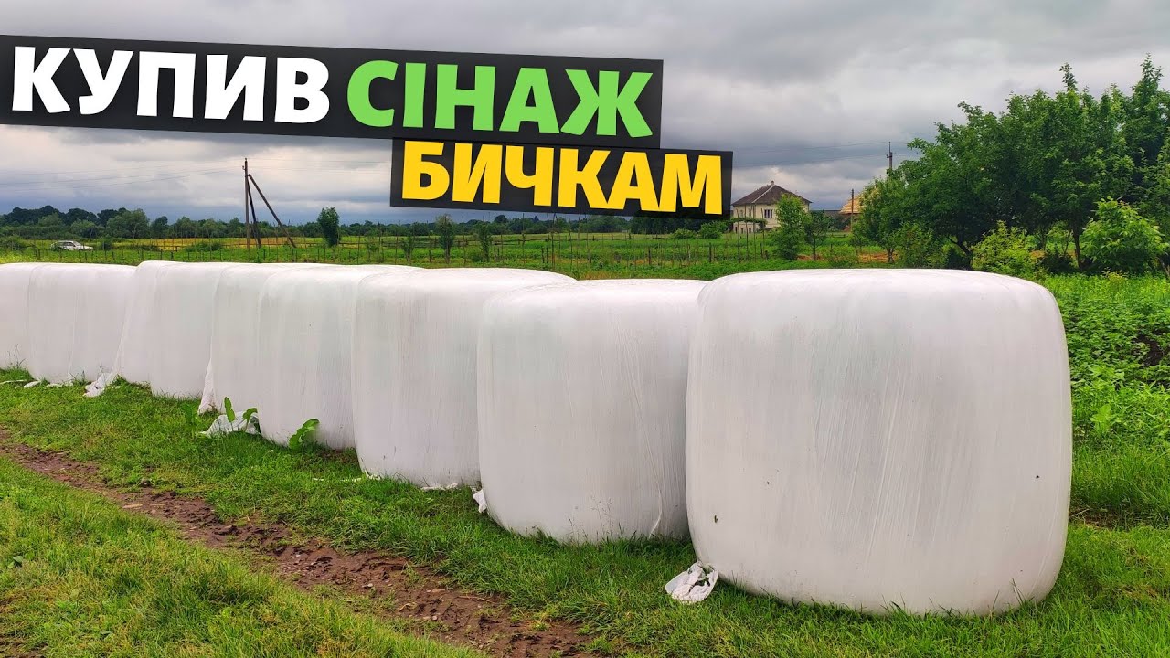 Купив сінаж бичкам. Скільки коштує один тюк? Відгодівля і заміри бичків.