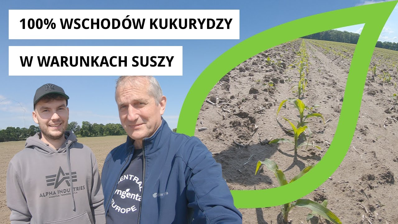 Lustracja pola oraz ocena wschodów kukurydzy 🌽