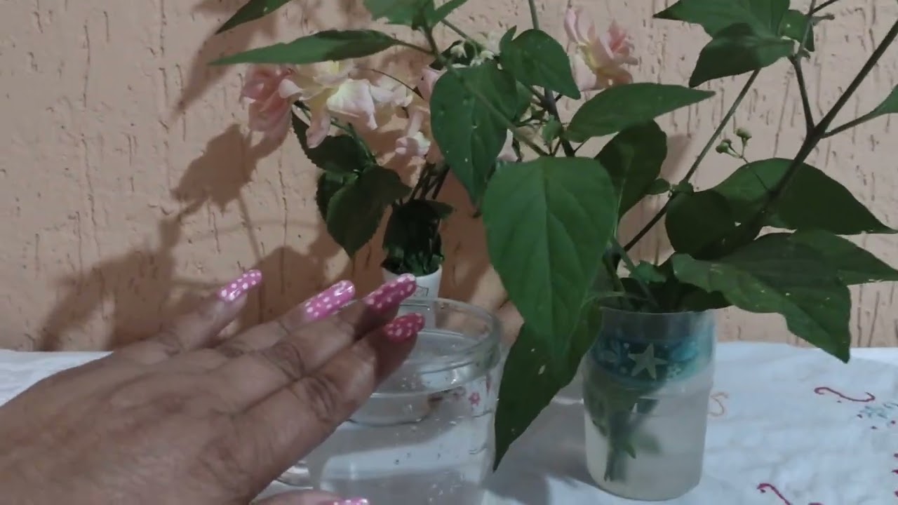 Chá da planta Maria pretinha, articulações, dores musculares e seus benefícios 