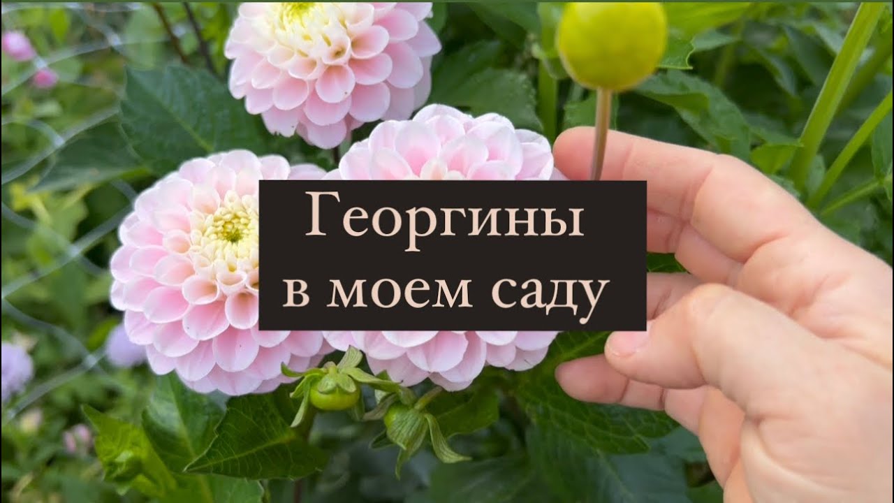Георгины в моем саду