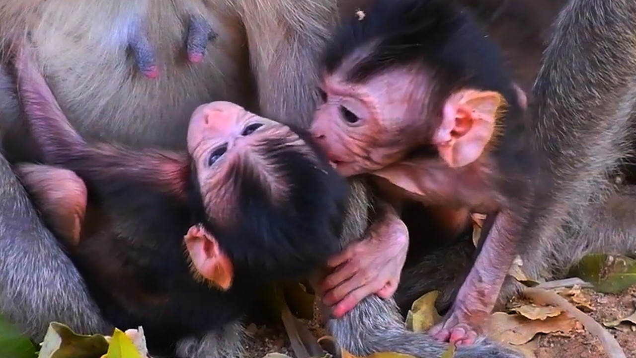 Adorable Wildlife Baby Monkey Compilation  Moments  2026